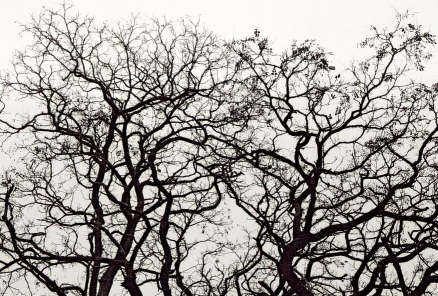 Tree Growth Fractal Patterns